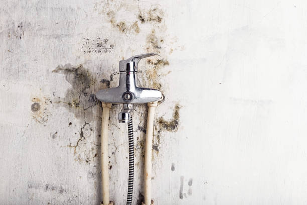 Best Mold Testing  in Mvell, AR