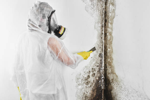 Best Office Mold Removal Services  in Mvell, AR