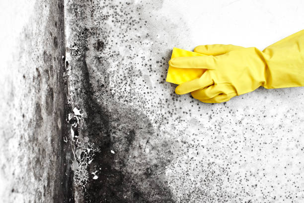 Best Fast Mold Removal  in Mvell, AR