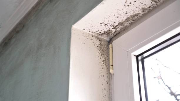 Best Local Mold Removal Service  in Mvell, AR
