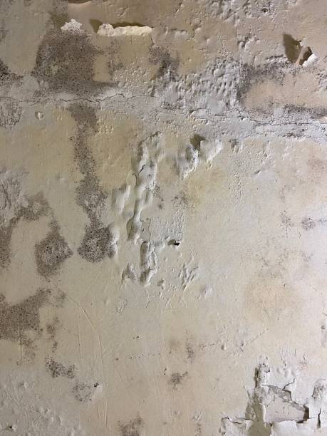 Best Fast Mold Removal  in Mvell, AR