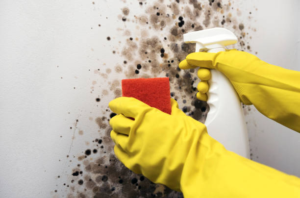 Best Fast Mold Removal  in Mvell, AR