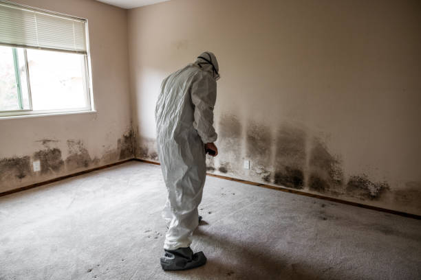 Best Certified Mold Removal  in Mvell, AR