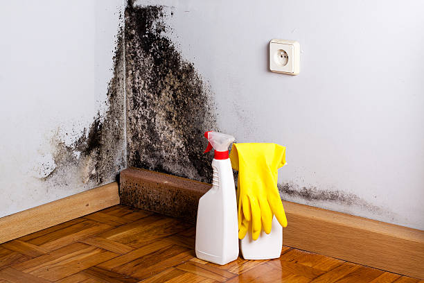 Best Black Mold Removal  in Mvell, AR